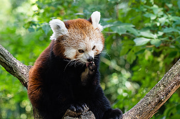 Animals, Panda, Lick Your Lips, Licking, Red Panda, Little Panda, Small Panda, Fiery Panda HD wallpaper
