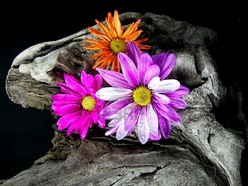 DRIFT WOOD, drift, wood, daisies, bright HD wallpaper