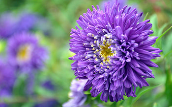 Flowers, Violet, Flower, Petals, Purple, Aster HD wallpaper