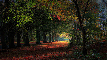 Landscape, Nature, Trees HD wallpaper