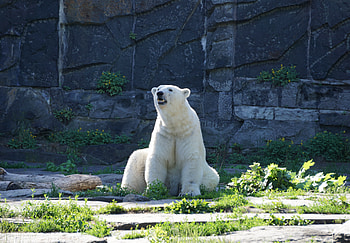 White, polar bear, predator HD wallpaper