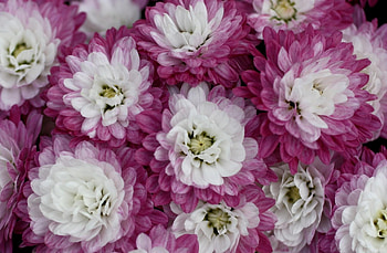 Flowers, Chrysanthemum, Petals, Close-Up, Bicolor, Two-Colored HD wallpaper