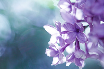 Lilac, Macro, Petals, Blur, Smooth HD wallpaper