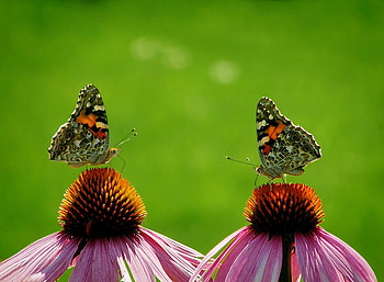 butterflies, pink, nature, flowers HD wallpaper