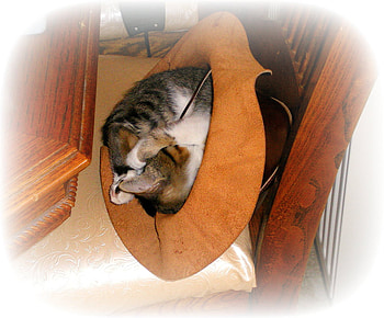 Cat in a Hat, kitten, cat, sleeping, hat HD wallpaper
