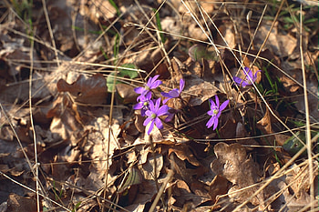 Peeking Purple WDS, landscapes, forests, leaves, graphy HD wallpaper