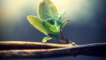 Leaves, Drops, Plant, Macro, Branch, Spring HD wallpaper