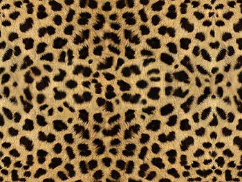 Lepord Print, wild, spots, lepord, exotic HD wallpaper