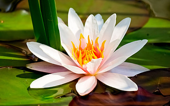 Water Lily, , Tranquil scene, Natuural beauty HD wallpaper