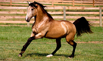 Mushskin, Horse, Beautiful, Brown HD wallpaper