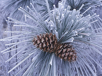 Plants, Cones, Pine HD wallpaper
