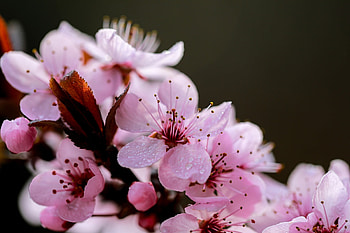 spring cherry blossoms, nature, spring, blossoms, cherry HD wallpaper