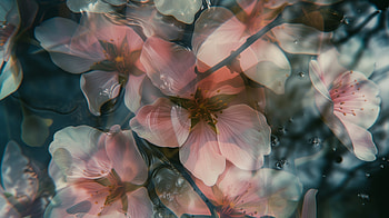 Underwater Blossoms, flower, underwater, blossom, nature, floral HD wallpaper