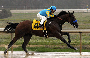 Derby Winner, animal, horse, graphy, thorobred, beautiful, wide screen, equine, race horse, American Pharoah, , thoroughbred HD wallpaper