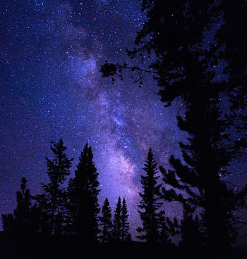 Nature, Trees, Pine, Night, Starry Sky HD phone wallpaper