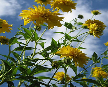 Coreopsis grandiflora, coreopsis, grandiflora HD wallpaper