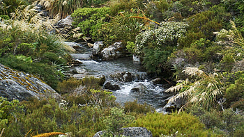 Brook near Milford Sound, New Zealand, creek, plants, water, stones HD wallpaper