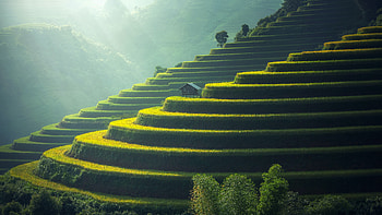 Stepped Rice Paddy Farms on Hillsides, landscape, man made, farm HD wallpaper