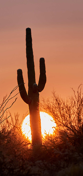 Nature, Sunset, Sun, Twilight, Silhouette, Dusk, Cactus HD phone wallpaper