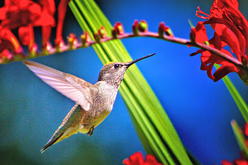 Hummingbird Bird, hummingbird, birds HD wallpaper