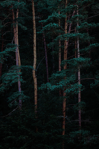 Mysterious forest, Nature's darkness, Shadowed beauty, Haunting woods HD phone wallpaper