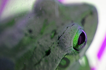 Psychedelic Frog, cool, psychedelic, frog, upclose HD wallpaper