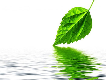Leaf Water Reflection, lrb, karl HD wallpaper