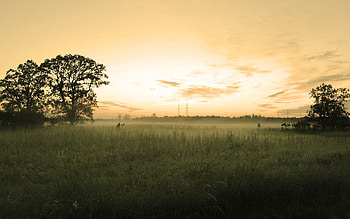Nature, Trees, Sky, Field, Evening, Haze, Pastel HD wallpaper