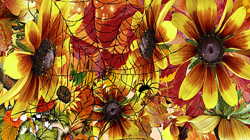 Fall Flowers & Web, fall, autumn, spider, spider web, flowers HD wallpaper