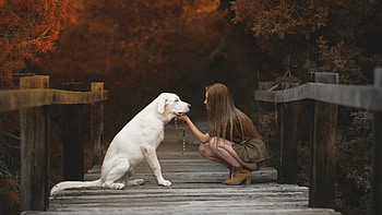 Labrador Retriever With Cute Girl, labrador-retriever, dog, animals, girl, cute, love HD wallpaper