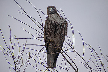 Animals, Bird, Brown, Branch, Predator, Hawk HD wallpaper