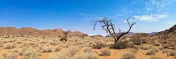 Beautiful arid desert scene with dried tree and mountains under a clear blue sky. HD wallpaper