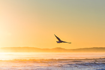 Sea Gull Flying In Epic Sunshine , seagull, birds HD wallpaper