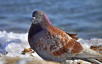Animals, Feather, Bird, Fat, Thick, Dove HD wallpaper