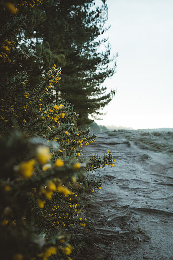 Plants, Nature, Flowers, Bush HD phone wallpaper