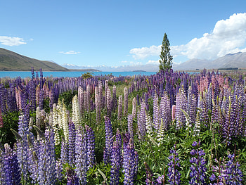 Flowers, Mountains, Field, Wildflowers HD wallpaper
