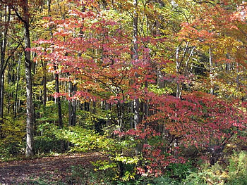 Head to the Forest, trees, autumn, leaves, path HD wallpaper