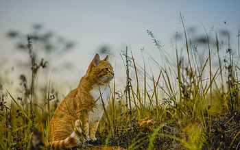 Cat, animal, kitten, pussy, kitty HD wallpaper