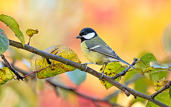 Titmouse, branch, animal, bird HD wallpaper