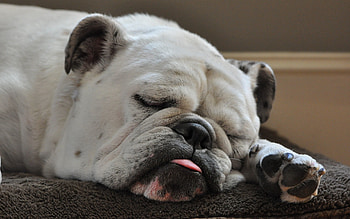 Animals, Dog, Thick, Fat, Dream, Sleep, Language, Tongue, Bulldog HD wallpaper