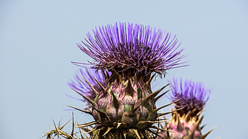 Flowers, Flower, Plant, Spanish Artichoke HD wallpaper