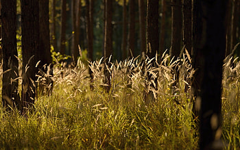 Plants, Grass, Background HD wallpaper