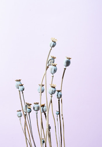 Plants, Flowers, Dry, Poppy HD phone wallpaper