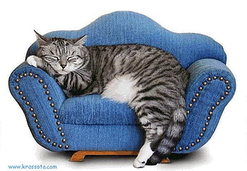 Resting on the couch, animal, kitten, rest, cat, couch, feline, pet HD wallpaper