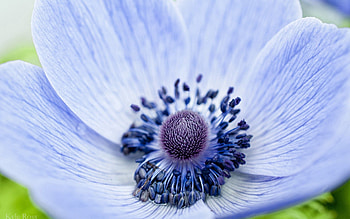 Lilac, Flower, Macro, Petals HD wallpaper