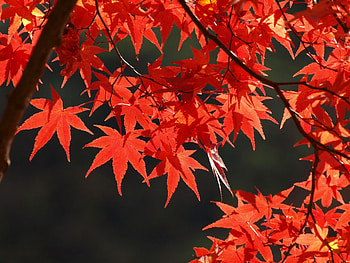Autumn maple leaf, Tree's beauty, Vibrant hues, graphic delight HD wallpaper