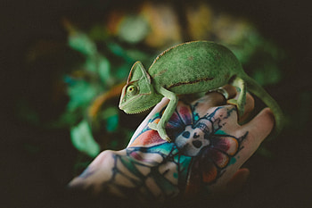 Animals, Hand, Tattoo, Lizard, Reptile, Chameleon HD wallpaper
