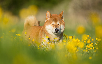Shiba Inu, Lawn pets, Cute dog HD wallpaper