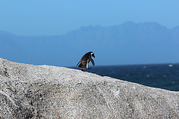 Animals, Rock, Bird, Stroll, Penguin HD wallpaper