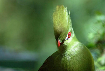 Turaco, africa, banana eater, green, red HD wallpaper